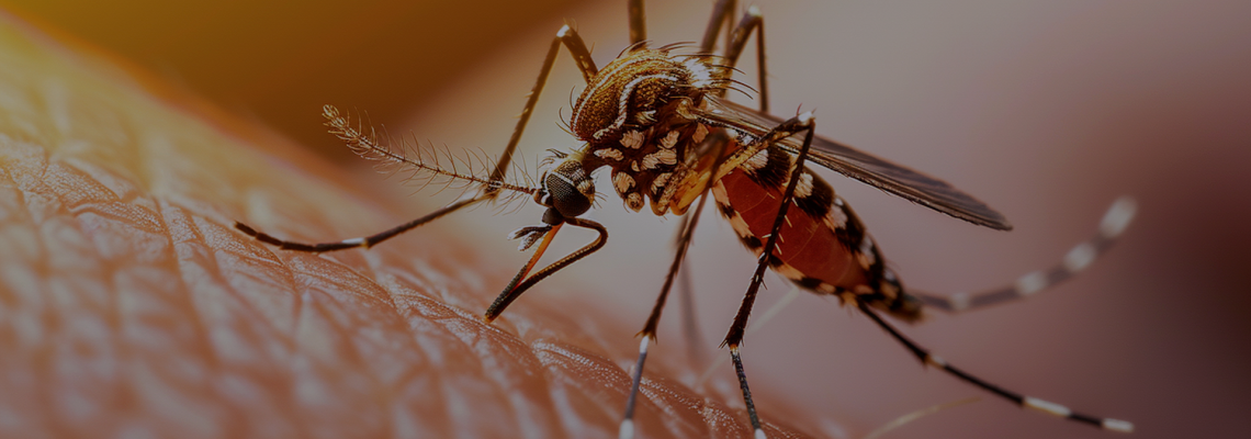 Dengue: 6 maneras de prevenirlo